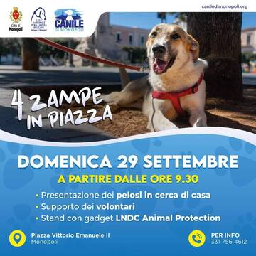 4 zampe in piazza, presentazione dei cani in cerca di casa