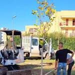 Immagine: Alberi_2023_02