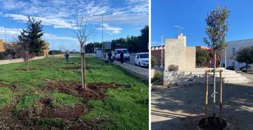 Messa in sicurezza del verde: prosegue la piantumazione degli alberi