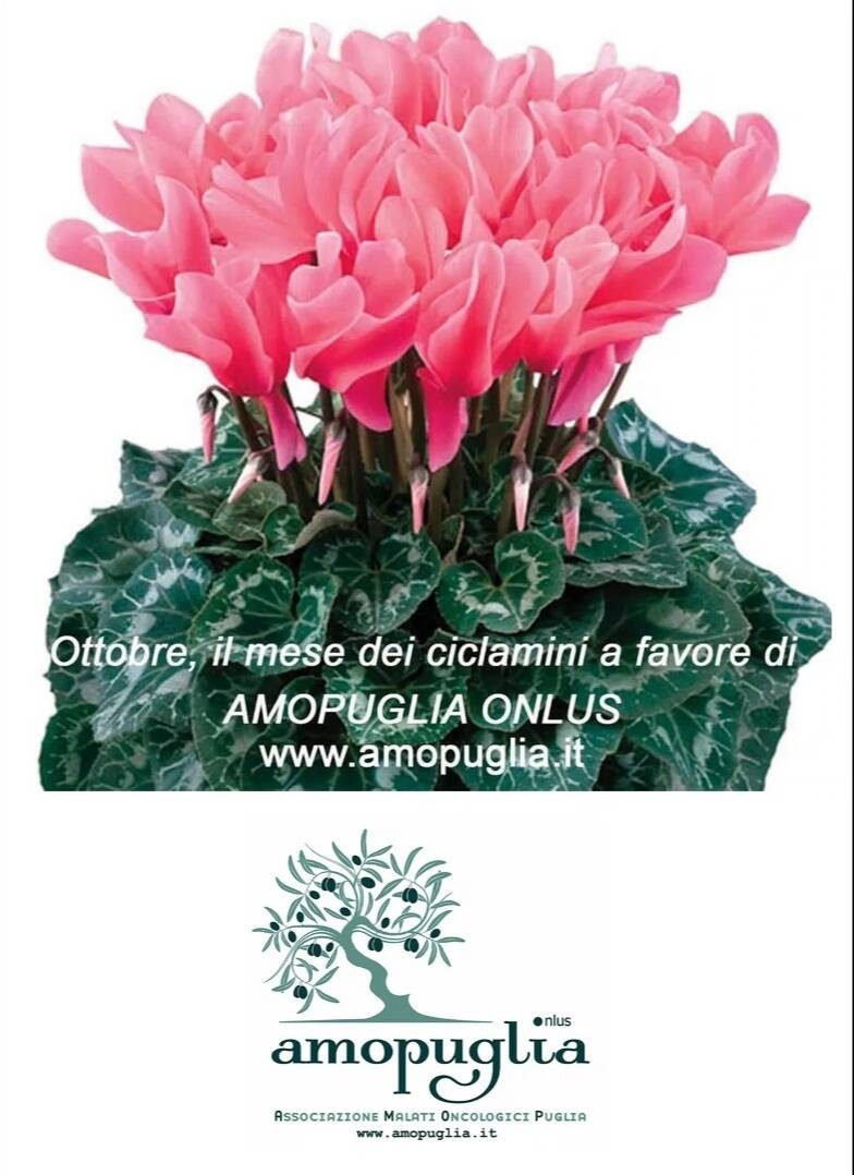 Immagine: Amo Puglia
