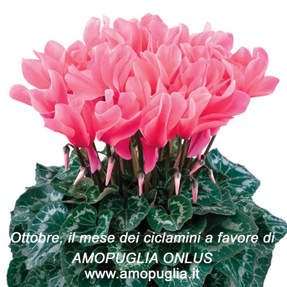 Immagine: Amopuglia_ciclamini