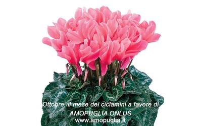 Immagine: Amopuglia_ciclamini