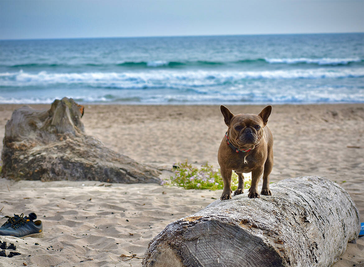 Cane in spiaggia