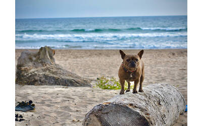 Cane in spiaggia