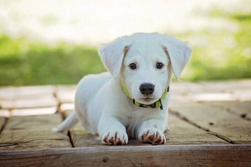 Immagine: Cane