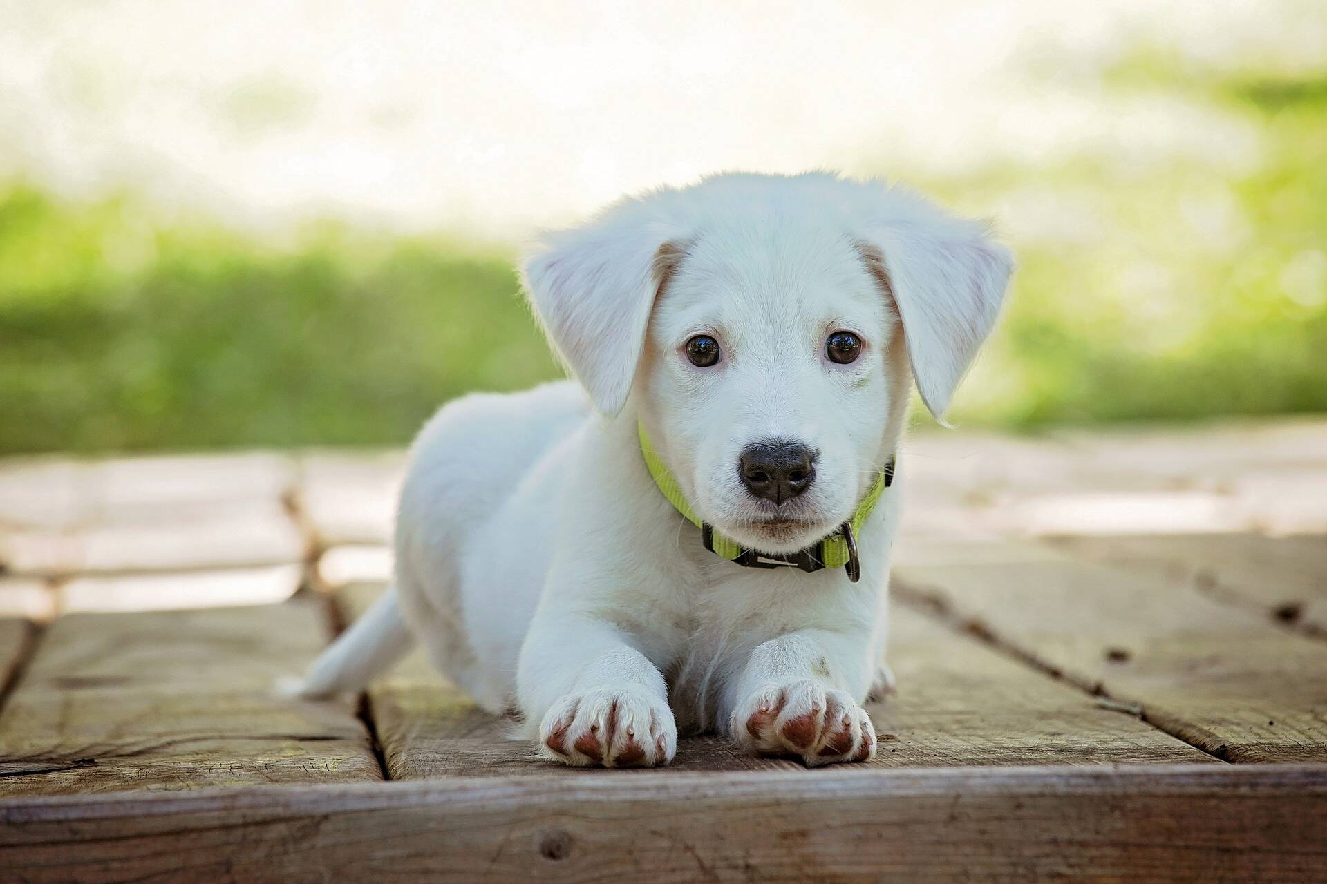 Immagine: Cane