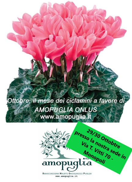 Immagine: ciclamini 2022