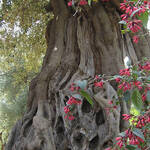 Giardino botanico