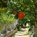 Immagine: giardino_galderisi