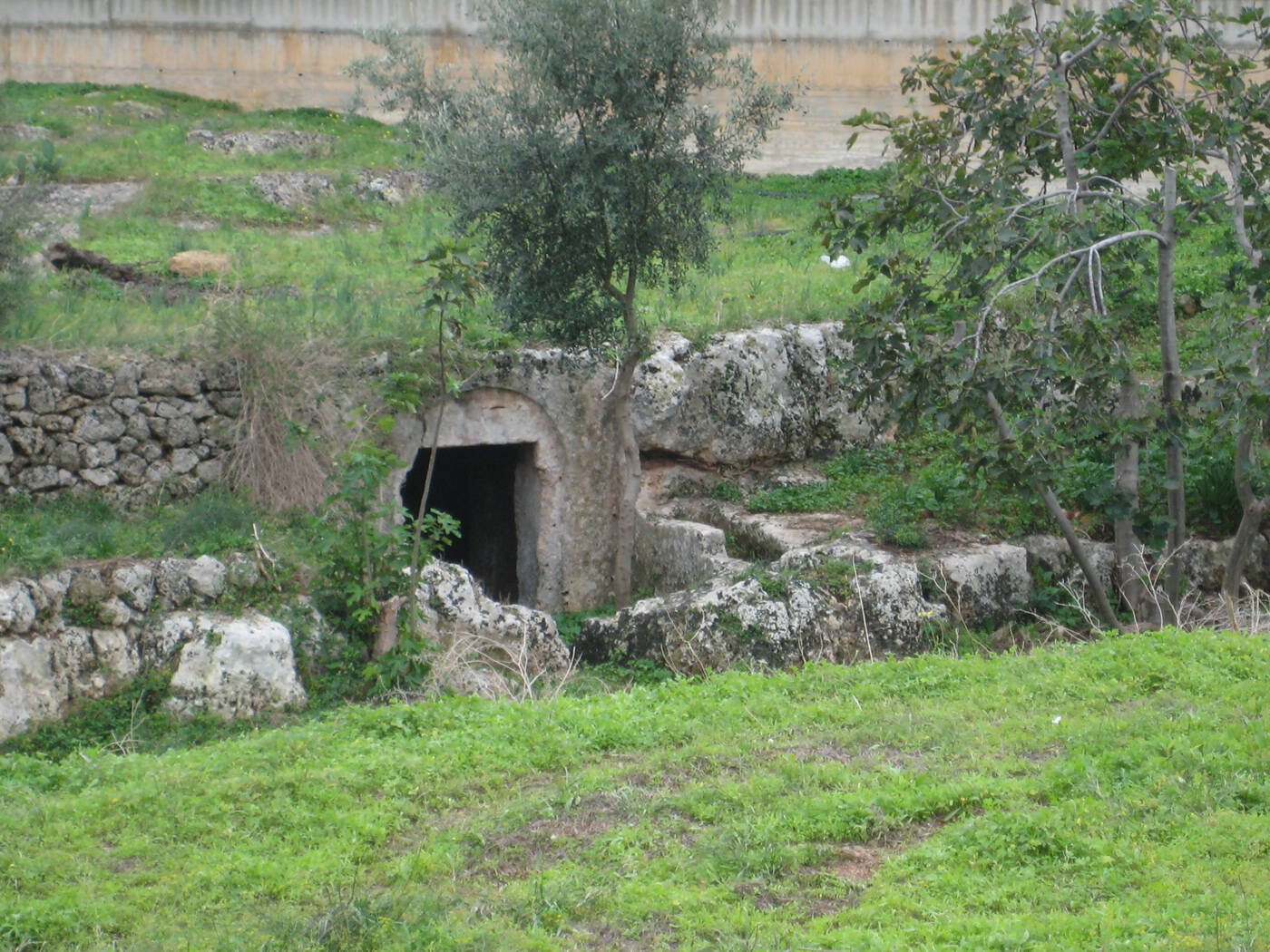 Lama Marzone