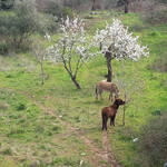 Immagine: LamaBelvedere6