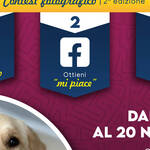 Immagine: Locandina Contest