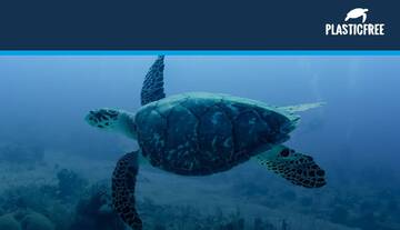 Comuni Plastic Free 2025: una tartaruga per Monopoli