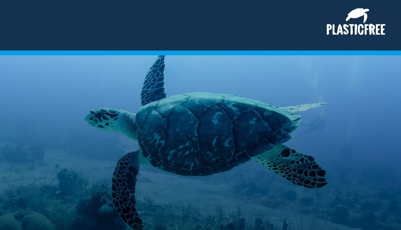 Immagine: PLASTIC_FREE