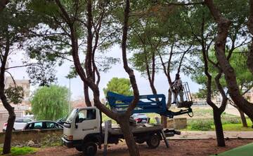 Processionaria: in un mese rimossi 4 mila nidi