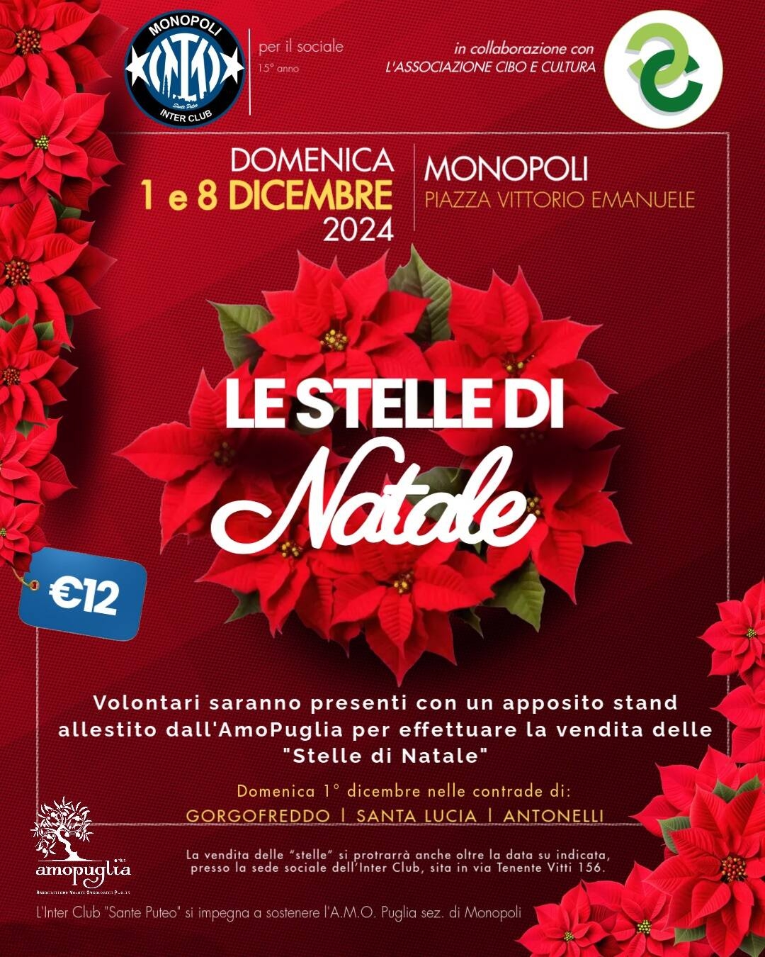Immagine: stelle di natale 15 edizione 2024