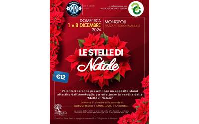 Immagine: stelle di natale 15 edizione 2024