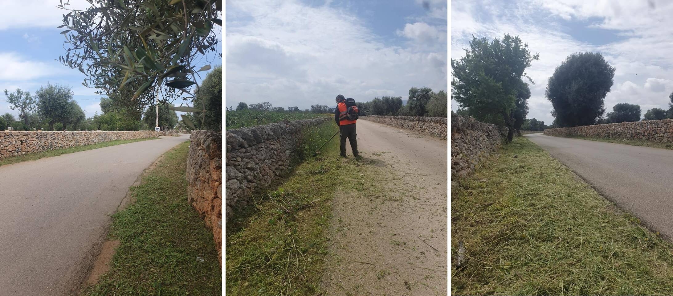 Immagine: taglio per xylella