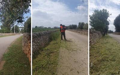 Immagine: taglio per xylella
