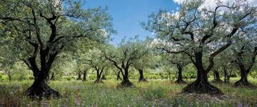 Contrasto e prevenzione della diffusione di Xylella fastidiosa