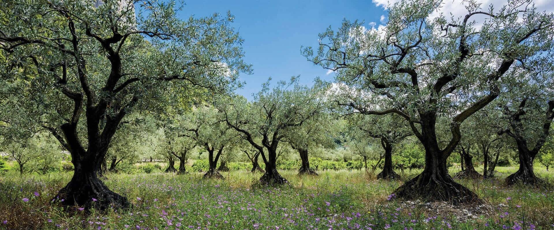 Immagine: ulivi