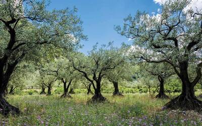 Immagine: ulivi