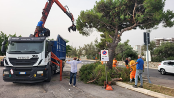 Alberi di gelsi e melie nel nuovo parcheggio di via Procaccia