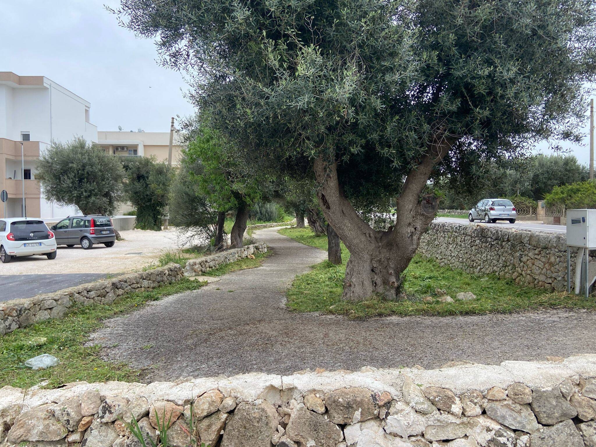 Immagine: xylella_interventi2025
